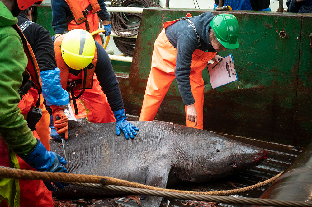 Greenland shark